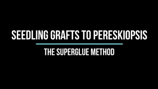 How to Graft any cactus seedling to Pereskiopsis using the super glue method [upl. by Elaynad]