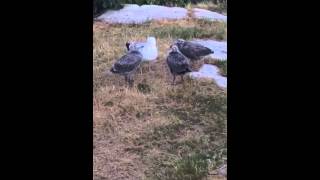 Herring Gull Begging Behavior Project  Evolution and Marine Diversity 2014 [upl. by Analaf]