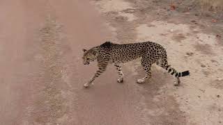 Namibia  Otjitotongwe Cheetah Farm 5 [upl. by Cristi]