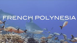 FRENCH POLYNESIA Where Sharks Feel at Home [upl. by Christian]