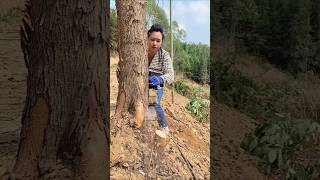 Forest Adventure Tree Cutting Challenge in Deep Forest [upl. by Melessa]