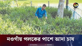 নওগাঁয় সড়কের পাশে আদা চাষে ঝুকছেন কৃষকরা  Ginger Cultivation  Naogaon  Deepto News [upl. by Rosabel]