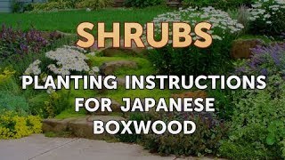 Planting Instructions for Japanese Boxwood [upl. by Neryt]