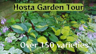 Epic Hosta Garden Tour 2024🍃🌿 LOTS of Stunning Hosta Varieties 🍃 [upl. by Nnyliram898]