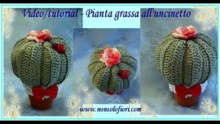 Pianta grassa alluncinetto  Succulent plant [upl. by Maya145]