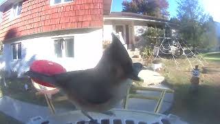 Daily Birdwatching  Netvue Birdfy Birdfeeder Cam  October 20 2024 [upl. by Yme]