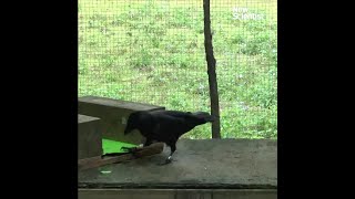 Crows make tools from memory [upl. by Ambrosane809]