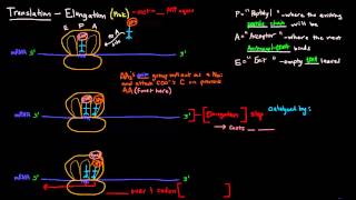 Translation Part 6 of 8  Elongation [upl. by Odraleba]