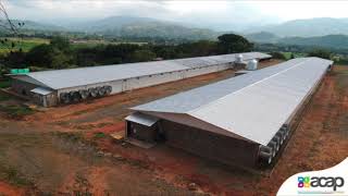 ACAP Colombia Agroconstrucciones avícolas y porcícolas [upl. by Gosnell]