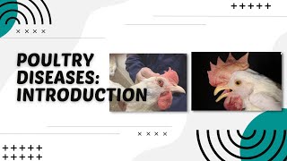 POULTRY 1  Poultry Diseases Introduction  Module 221 Student Output [upl. by Kassi]