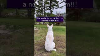 Cachorro Com Surdez Se Sentia Sozinho e Tutores Tomaram Linda Atitude [upl. by Burkley]