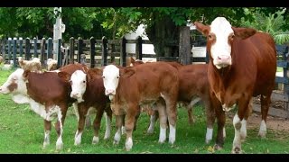 Cría de ganado Simmental para la producción de Leche  TvAgro por Juan Gonzalo Angel [upl. by Quickman]