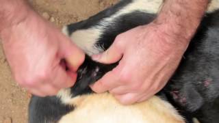 Botfly larva removed by hand [upl. by Nixon367]