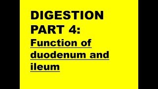 DIGESTION PART 4 Function of duodenum  ileum [upl. by Zerelda]