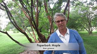 Paperbark Maple Acer griseum [upl. by Fonda]