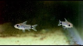 Corydoras hastatus Tail Spot Cory Species Spotlight [upl. by Okimuk]