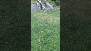 friendly woodchuck digs around the yard on Labor Day shorts nature holiday [upl. by Aneert]