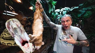 FEEDING ALL MY ANIMALS AT MY REPTILE ZOO IN ONE VIDEO  BRIAN BARCZYK [upl. by Clotilda987]