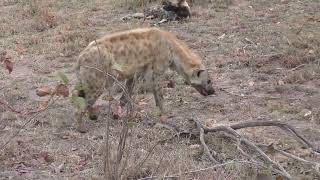 Ulusaba Lodge in 4K  Kruger Park  South Africa  Rare Wild Dog Sightings  7 September 2023 [upl. by Nolava726]