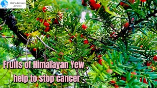 Fruits of Himalayan Yew or Lauthsalla Taxus wallichiana help to reduce the chances of Cancer [upl. by Yelyah487]