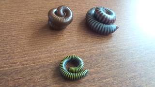 My 3 species of millipedes [upl. by Krum979]