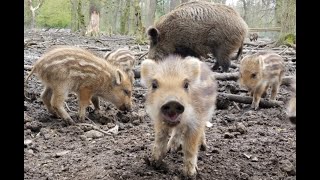 Süße Tierbabys  Frischlinge LoveNature Wildschweine Ferkel [upl. by Inoue]