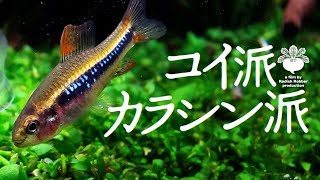 初テトラ導入、初めて飼った熱帯魚の話（ｱｸｱﾘｳﾑ ﾜｲﾂﾏﾆーﾃﾄﾗ） [upl. by Venus]