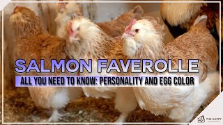 Salmon Faverolle All You Need To Know Personality and Egg Color [upl. by Ellicul]