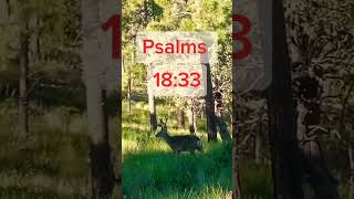 Morning Time Scripture Psalms 1833naturedeercreationforyou forest runningwithgod2677shorts [upl. by Annaeiluj54]