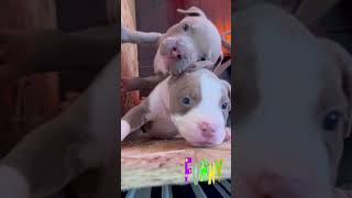 American Pit Bull Terrier Puppy Bringing Joy to Moody [upl. by Granniah]