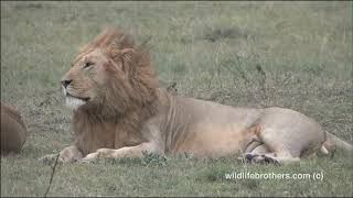 5 male lions the notch pride at Masai Mara fighting for dominance [upl. by Michale]