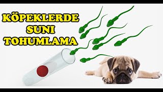 Köpeklerde Suni Tohumlama Nasıl Yapılır [upl. by Padgett]