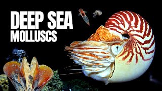 The Alien World of Deep Sea Molluscs [upl. by Yesnikcm]