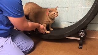 Fat Cat Weighing Nearly 40 Pounds Goes on Diet Takes Step on Exercise Wheel [upl. by Mackenie]