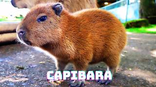 CAPIBARAS Los AMIGUITOS Acuáticos que Robarán tu Corazón [upl. by Ott576]