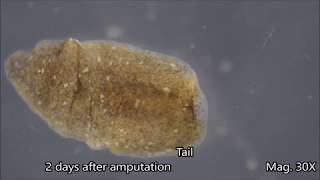 Planaria Regeneration Timelapse [upl. by Bat569]