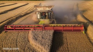 4Kᵁᴴᴰ Claas Lexion 8900 TT with Convio 1380 header MF 7719 S DynaVT with a Horsch UW 160 chaser bin [upl. by Ardnossak]