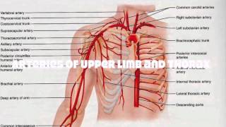 Veins and Arteries of the Upper Human Body Tutorial [upl. by Roberto14]