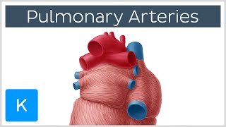 IMPRESS YOUR EXAMINER by Explaining Dicrotic Notch Incisura  Aortic Pressure During Cardiac Cycle [upl. by Zwick]