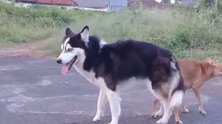 CUTE WHITE DOG PLAYING WITH SMALL SIZE DOG VERY FRIENDLY cuteanimals [upl. by Mcmullan]