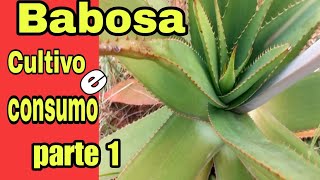 Babosacultivo e consumo parte 1 [upl. by Abisha]