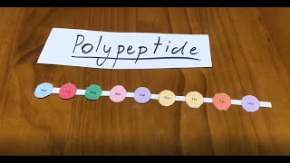 Polypeptide synthesis model [upl. by Auhs148]