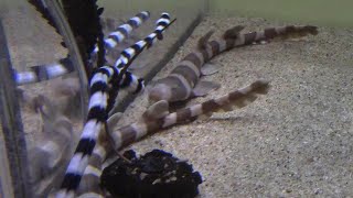 イヌザメの幼魚とシマウミヘビ （しながわ水族館）Baby Brownbanded Bamboo Shark amp Harlequin Snake Eel [upl. by Chaffinch]