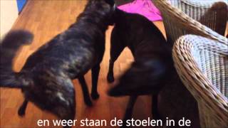 dekking lex en wanda zonder clip jan 2013 [upl. by Ahseenak703]