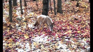 Chasse Chevreuil 2019 Ép 7 Dernière FDS arbalète [upl. by Yrot]