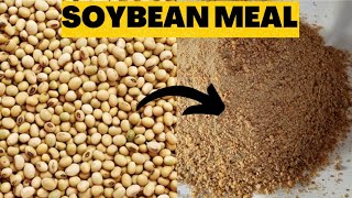 How to make soyabean meal for Poultry at home poultryfarming tipsonrearingpoultry [upl. by Haziza]