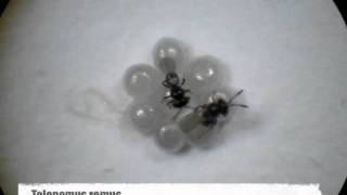 Trichogramma and Telenomus  egg parasitoid foraging behavior  competition [upl. by Namwob343]