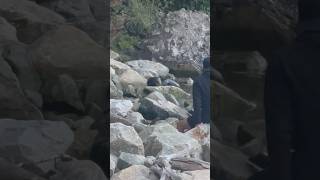 Sea cat feeding her baby🦭Vancouver BC Canada🇨🇦canada vancouver sea ocean saveocean [upl. by Ahsinrac]