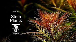 Top 10 Beautiful Aquarium Stem Plants [upl. by Akinoj449]