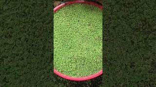 അസോള 🌱 Azolla aguarium aquaiumfish agriculture agriinfotalks cookshore gardening [upl. by Ehr]